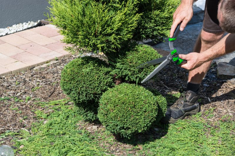 How To Tell When Your Shrubs Need Professional Care