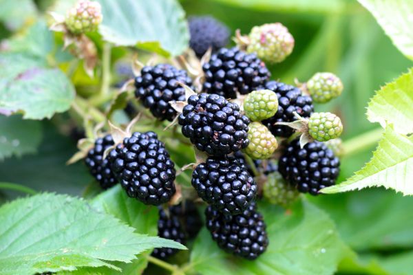 Cost of Blackberry Bush Removal in Newport Beach