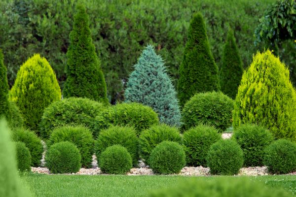 Cost of Bush Shaping Service in Newport Beach