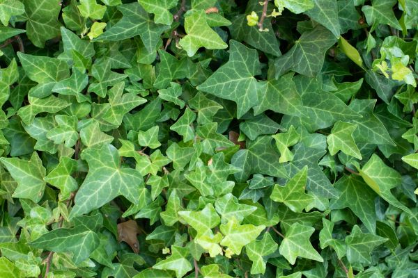 Cost of English Ivy Removal in Newport Beach