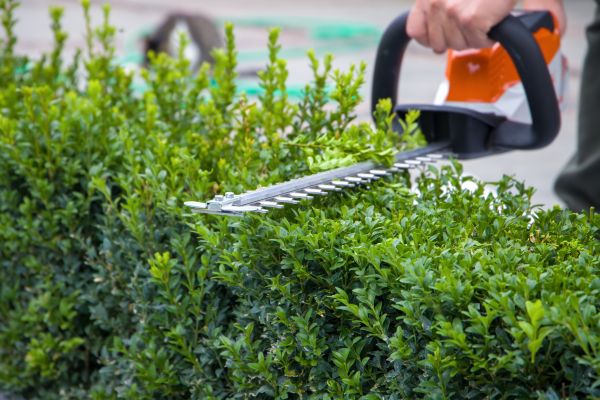 Cost of Hedge Pruning in Newport Beach