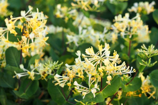 Cost of Honeysuckle Removal in Newport Beach