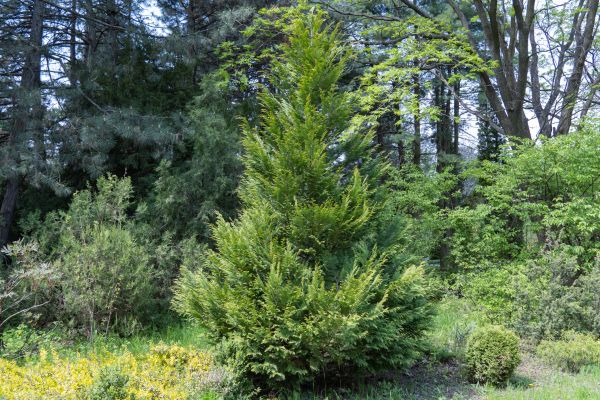 Cost of Juniper Pruning in Newport Beach