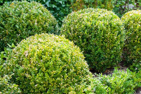Cost of Landscape Trimming Service in Newport Beach