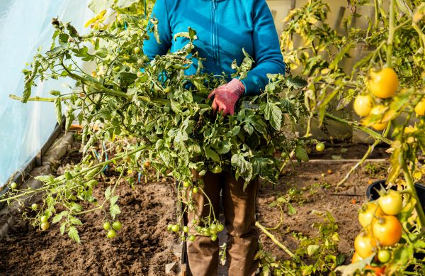 Cost of Garden Plant Removal in Newport Beach