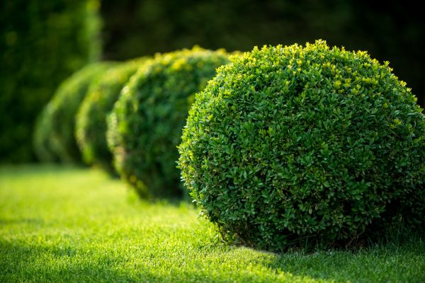Cost of Bush Pruning in Newport Beach