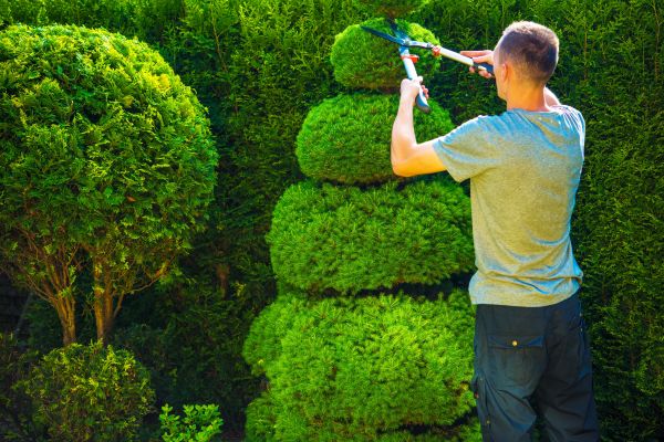 Cost of Topiary Shaping in Newport Beach