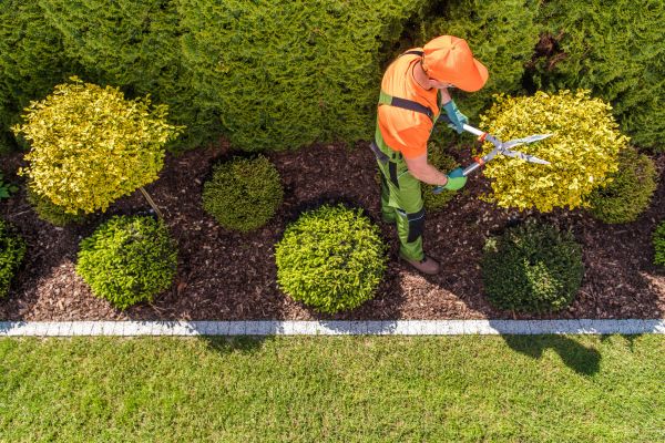 Cost of Topiary Trimming in Newport Beach