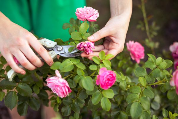 Cost of Rose Shearing in Newport Beach