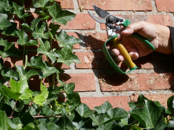 Cost of Ivy Removal Service in Newport Beach