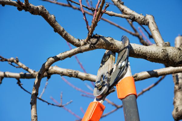 Cost of Selective Pruning in Newport Beach