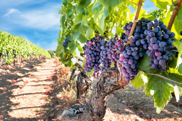 Cost of Grapevine Pruning in Newport Beach