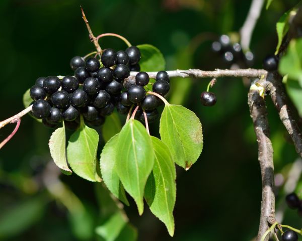 Cost of Buckthorn Removal in Newport Beach