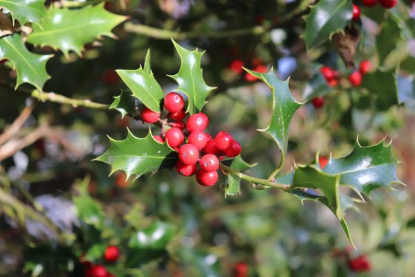 Cost of Holly Tree Trimming in Newport Beach