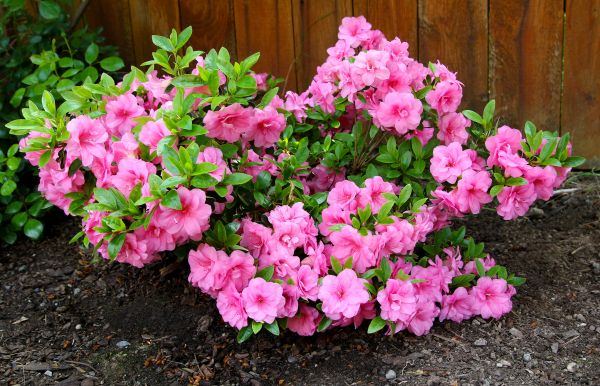 Cost of Azaleas Removal in Newport Beach