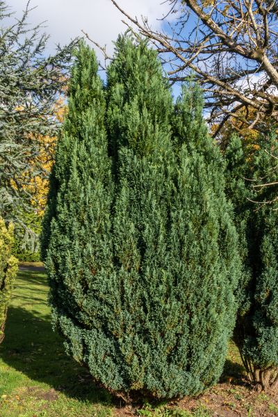Cost of Juniper Trimming in Newport Beach