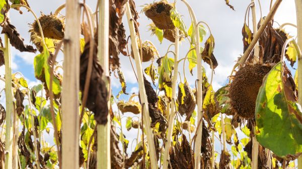 Cost of Dead Plant Removal in Newport Beach