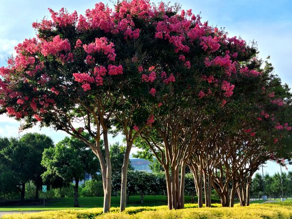 Cost of Crepe Myrtle Pruning in Newport Beach