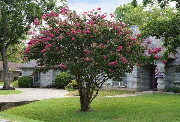 Cost of Crepe Myrtle Trimming in Newport Beach