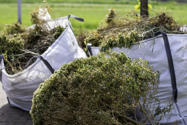 Cost of Shrubs Removal in Newport Beach