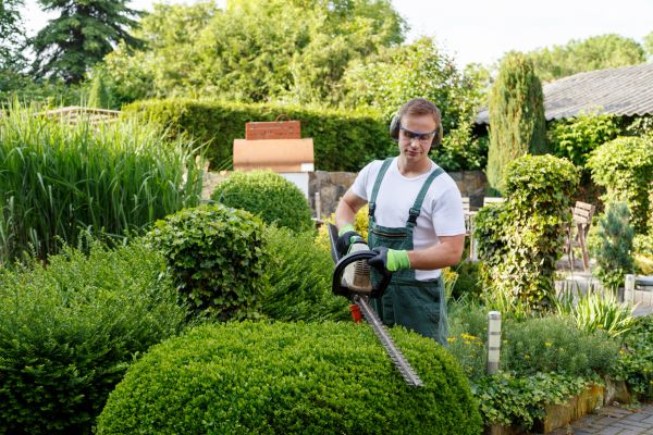 Cost of Shrubs Trimming in Newport Beach