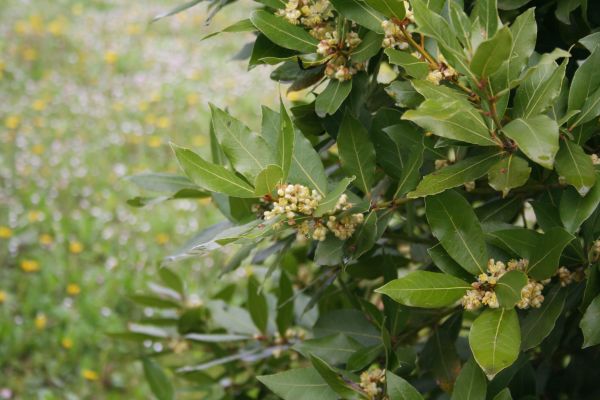 Cost of Laurel Trimming in Newport Beach