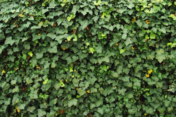 Cost of Ivy Pruning service in Newport Beach