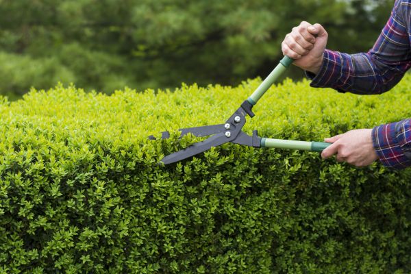 Cost of Evergreen Shrub Pruning in Newport Beach
