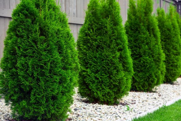 Cost of Arborvitae Shaping in Newport Beach
