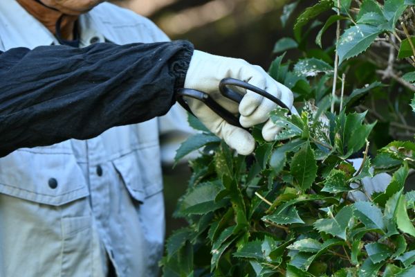 Cost of Holly Pruning in Newport Beach