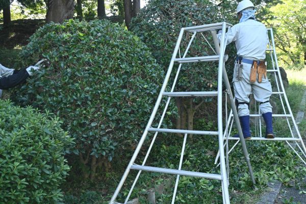 Cost of Holly Shaping in Newport Beach