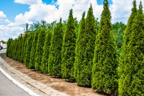Cost of Arborvitae Shearing in Newport Beach