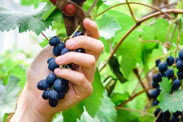 Cost of Vineyard Pruning in Newport Beach