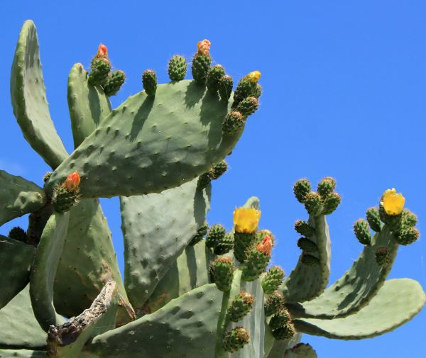 Cost of Cactus Removal in Newport Beach