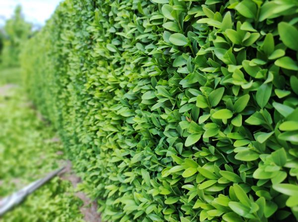 Cost of Boxwood Pruning in Newport Beach