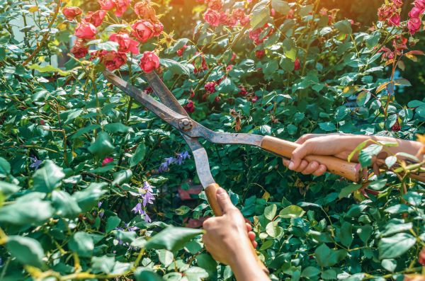 Cost of Knockout Roses Pruning in Newport Beach