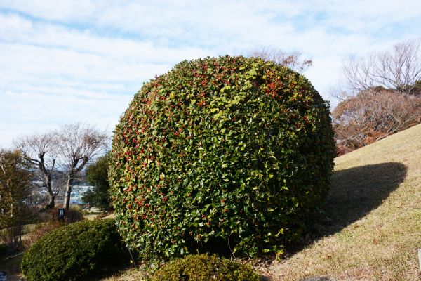 Cost of Holly Shrub Pruning in Newport Beach
