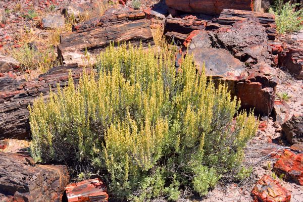 Cost of Sagebrush Removal in Newport Beach