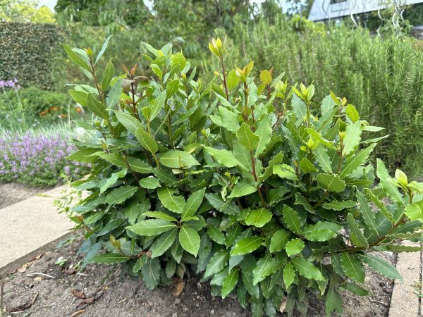 Cost of Laurel Hedge Trimming in Newport Beach