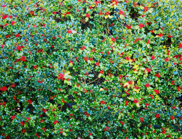 Cost of Holly Bush Removal in Newport Beach