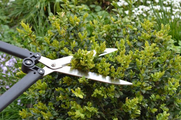Cost of Boxwood Trimming in Newport Beach