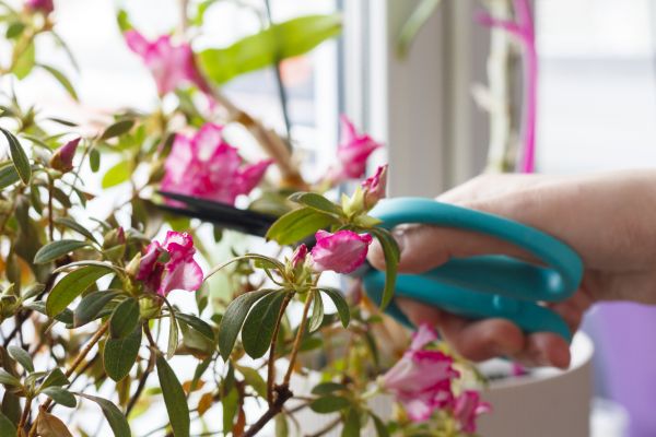 Cost of Azalea Pruning in Newport Beach