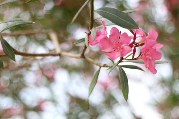 Cost of Oleander Removal in Newport Beach