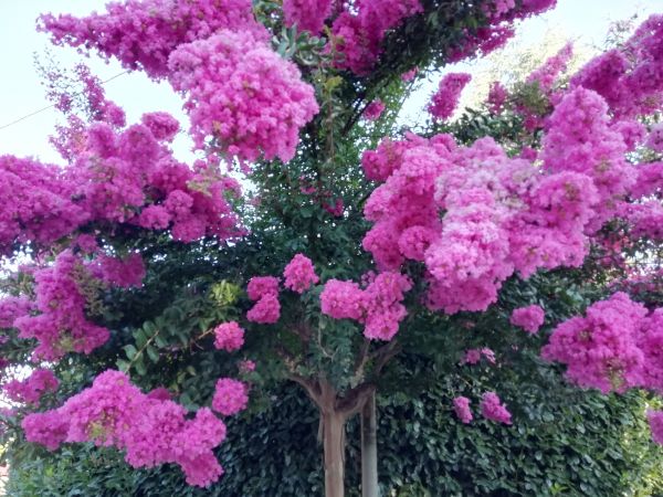 Cost of Crape Myrtle Pruning in Newport Beach