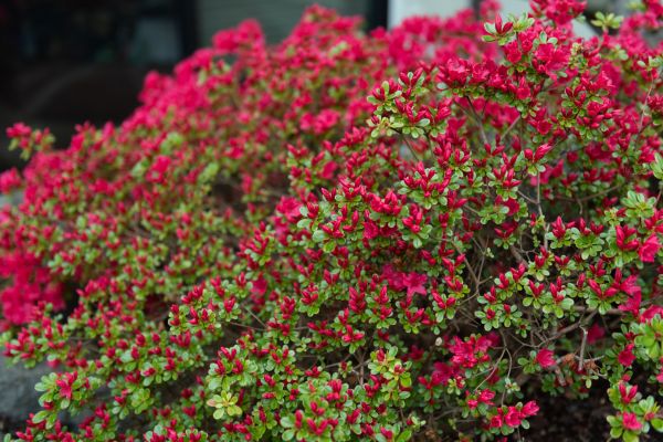 Cost of Weigela Removal Service in Newport Beach