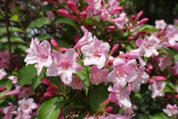 Cost of Weigela Pruning Service in Newport Beach