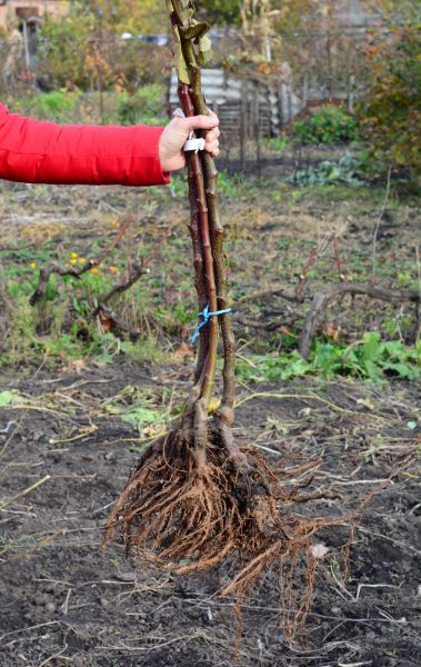 Cost of Shrub Root Removal in Newport Beach