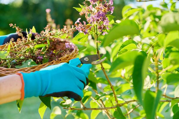 Cost of Lilac Trimming Service in Newport Beach