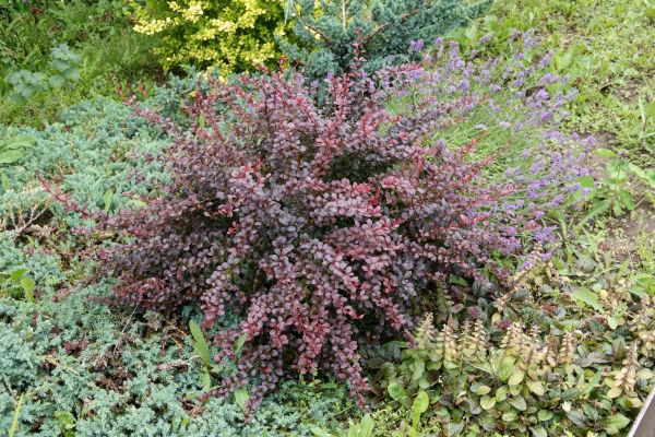 Cost of Japanese Barberry Removal in Newport Beach