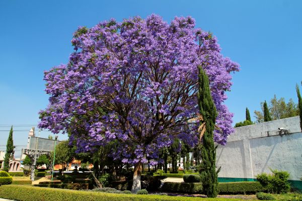 Cost of Jacaranda Pruning in Newport Beach